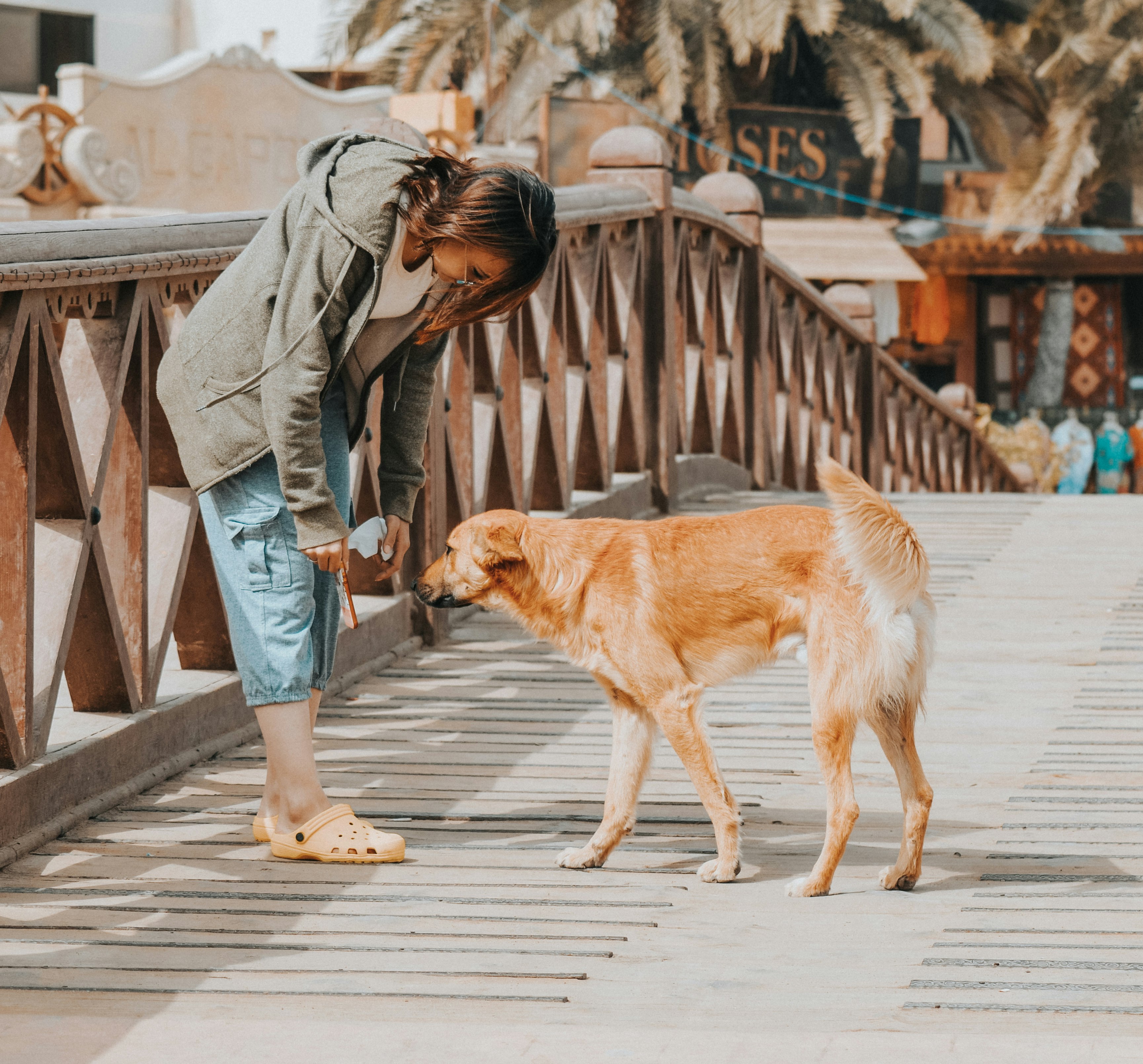 woman bending beside long-coated brown dog